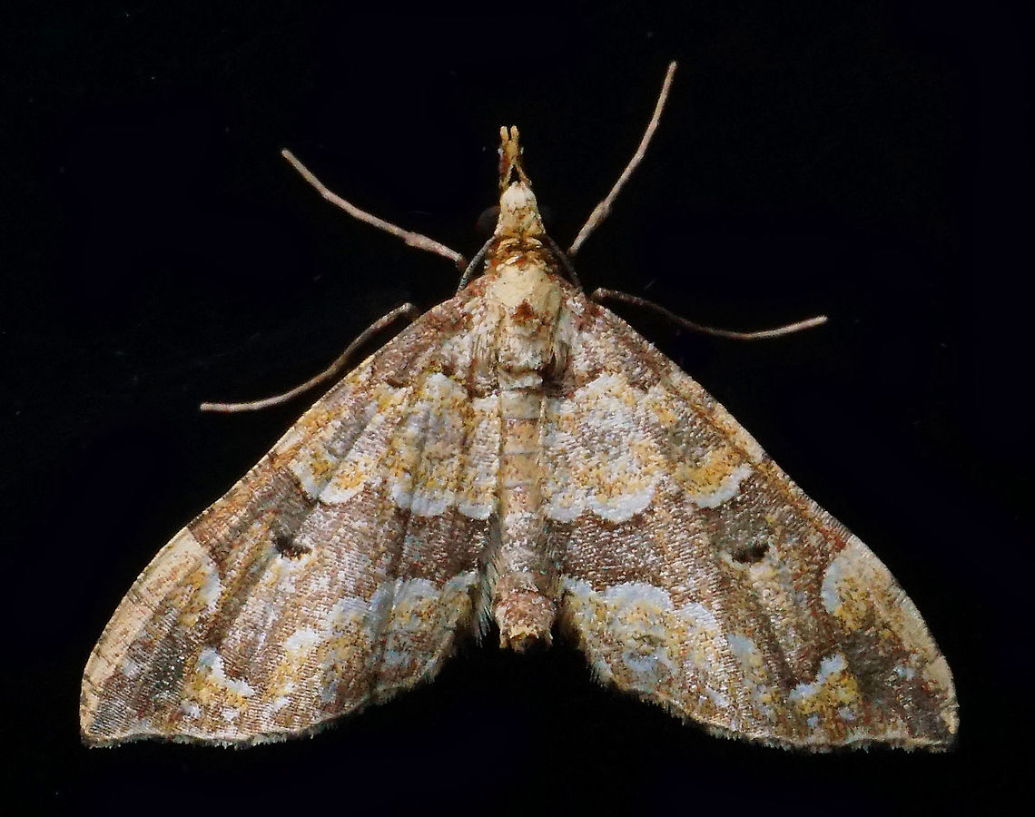 Psaliodes sp. Dapa, Valle Del Cauca<br />
2100m