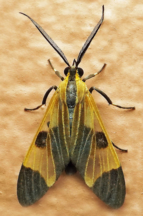 Dycladia sp. Dapa, Valle Del Cauca<br />
2100m