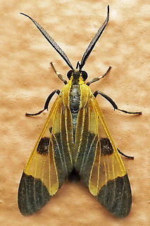 Dycladia sp. Dapa, Valle Del Cauca
2100m