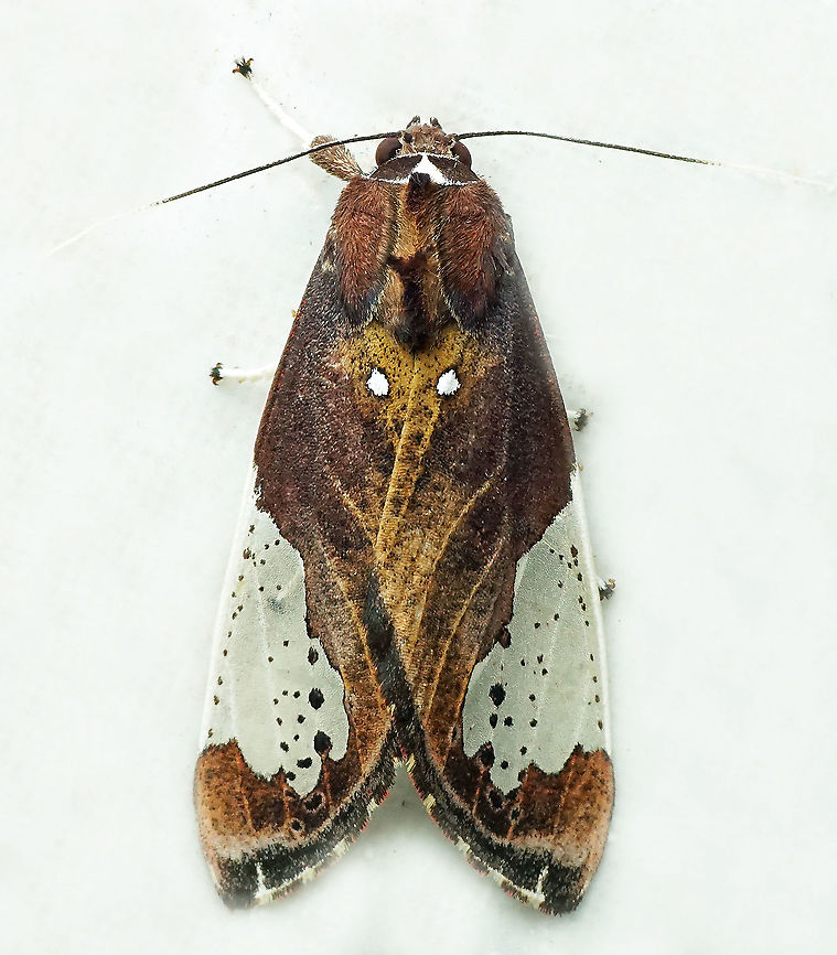 Bertholdia flavidorsata Dapa, Valle Del Cauca<br />
2100m Bertholdia flavidorsata