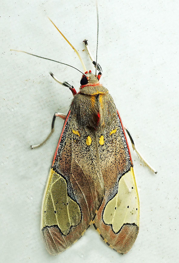 Bertholdia specularis Dapa, Valle Del Cauca<br />
2100m Bertholdia specularis
