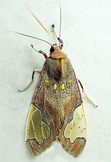 Bertholdia specularis Dapa, Valle Del Cauca
2100m Bertholdia specularis