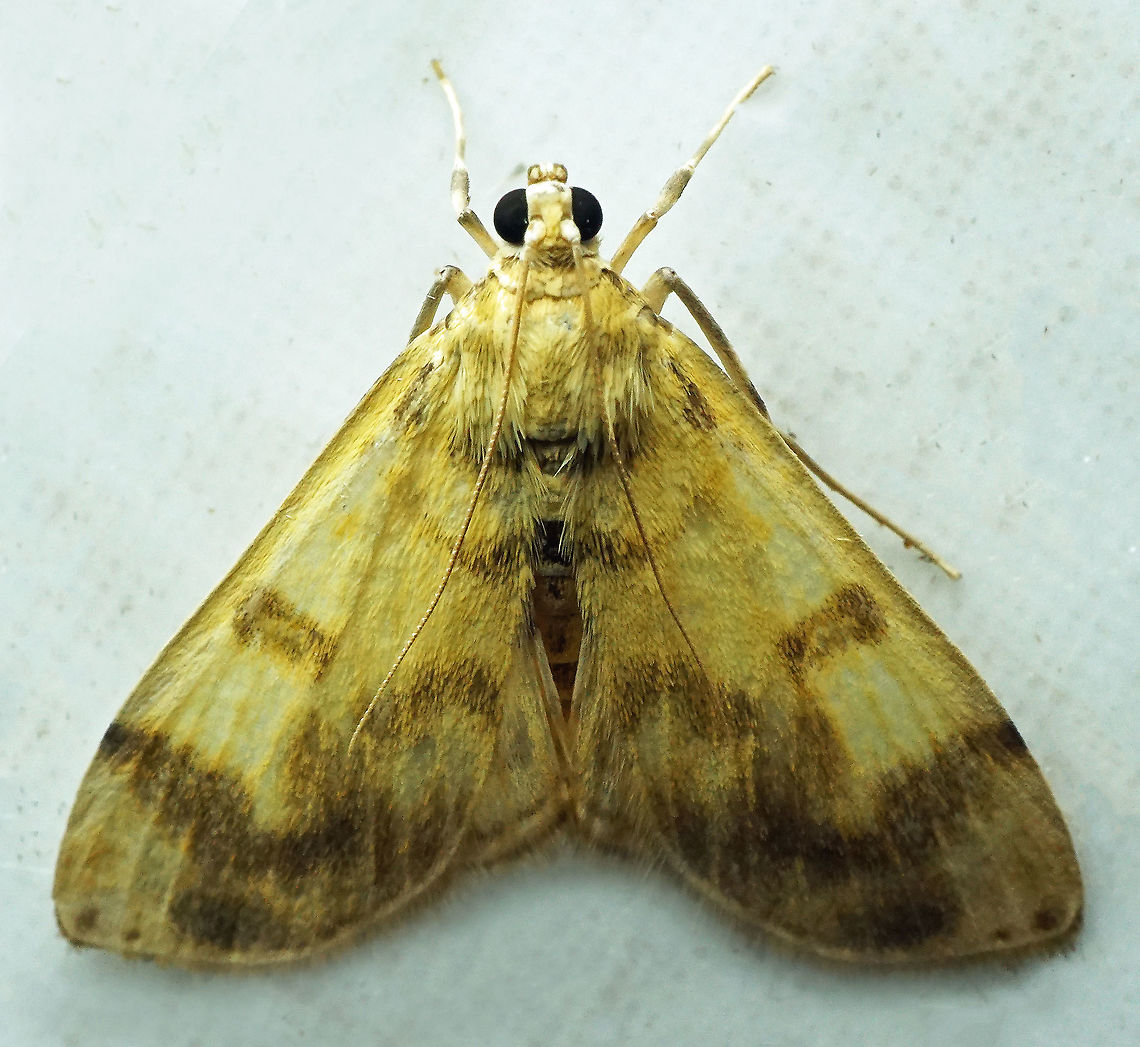 #796 Dapa, Valle Del Cauca<br />
2100m