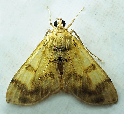 #796 Dapa, Valle Del Cauca
2100m