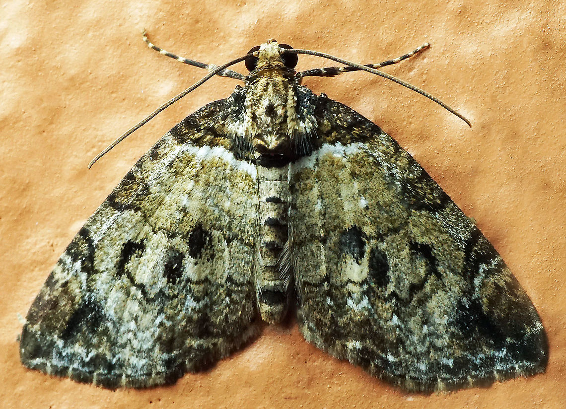 #797 Dapa, Valle Del Cauca<br />
2100m