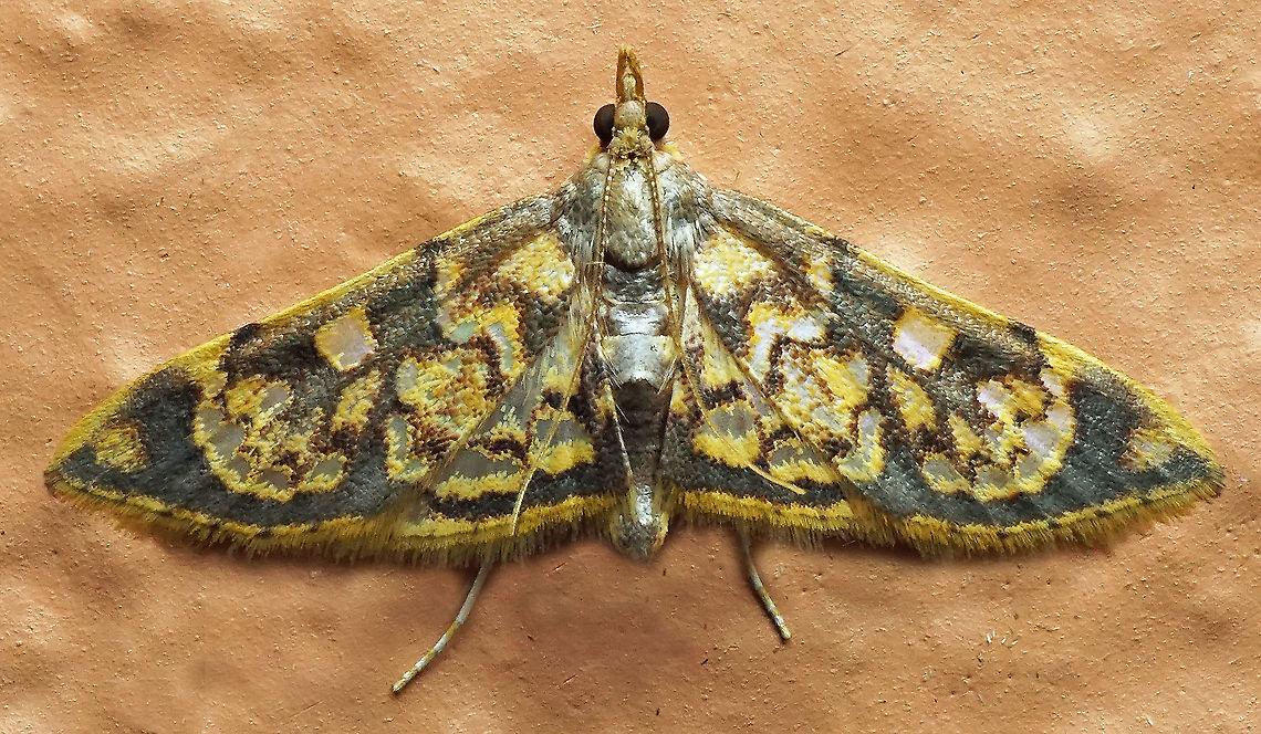 #798 Dapa, Valle Del Cauca<br />
2100m