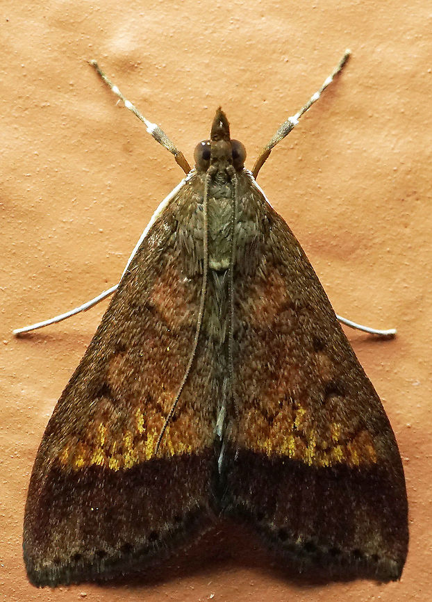 #799 Dapa, Valle Del Cauca<br />
2100m