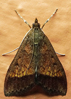 #799 Dapa, Valle Del Cauca
2100m