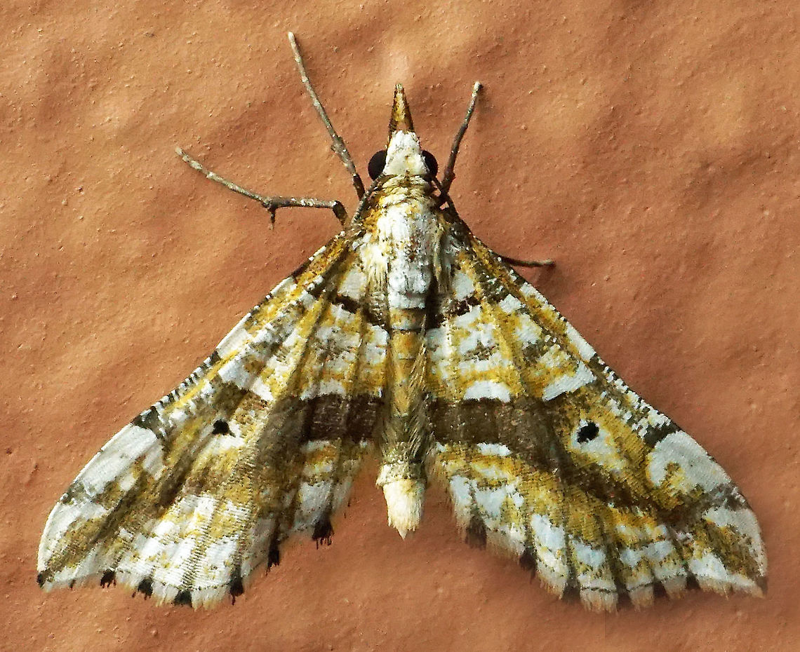 #801 Dapa, Valle Del Cauca<br />
2100m