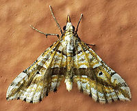 #801 Dapa, Valle Del Cauca<br />
2100m