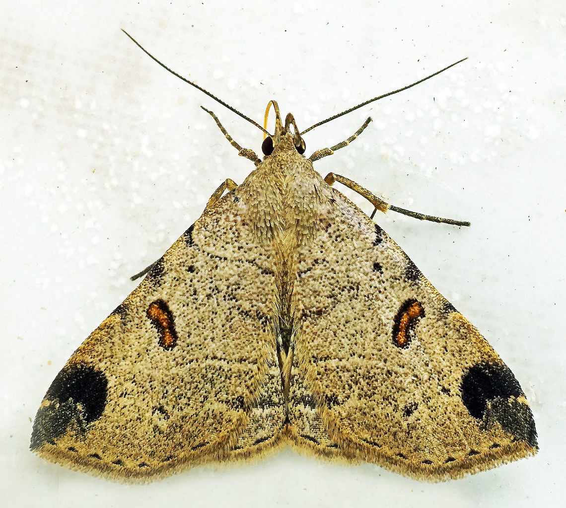 #802 Dapa, Valle Del Cauca<br />
2100m