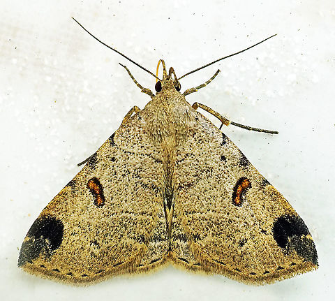 #802 Dapa, Valle Del Cauca
2100m