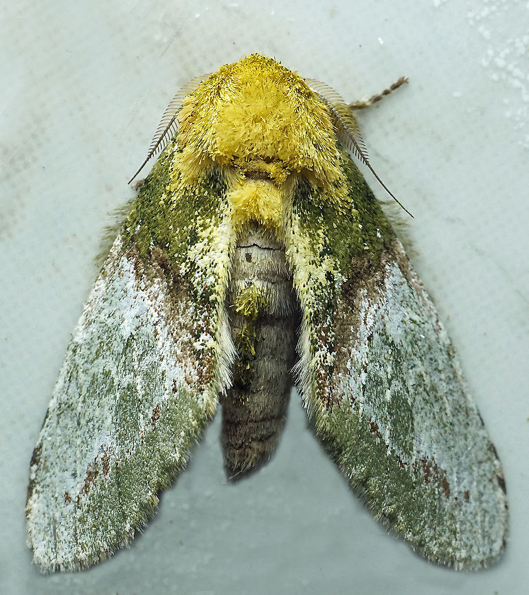 Disphragis manethusa Dapa, Valle Del Cauca<br />
2100m Disphragis manethusa