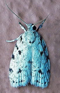 #804 Dapa, Valle Del Cauca
2100m