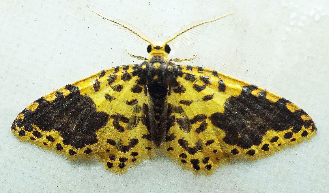 Eois sp. Dapa, Valle Del Cauca<br />
2100m