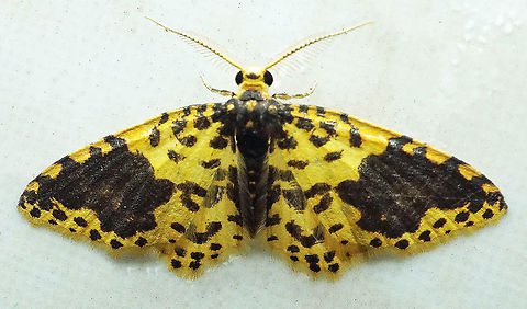 Eois sp. Dapa, Valle Del Cauca
2100m