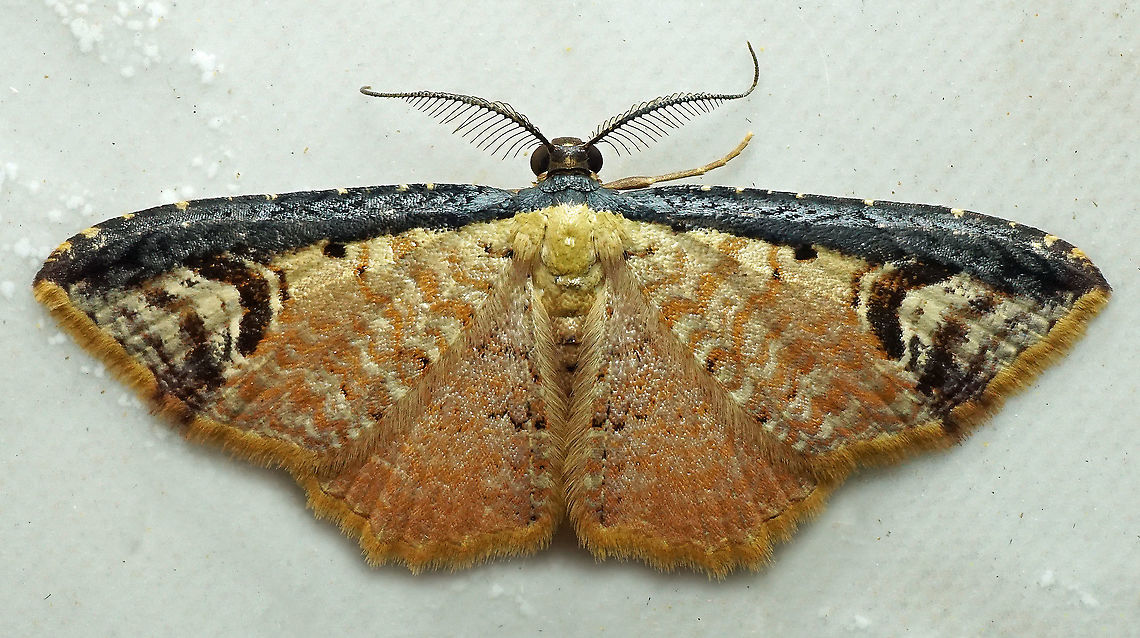 Eois sp. Dapa, Valle Del Cauca<br />
2100m