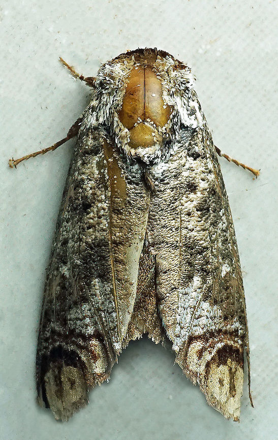 #805 Dapa, Valle Del Cauca<br />
2100m