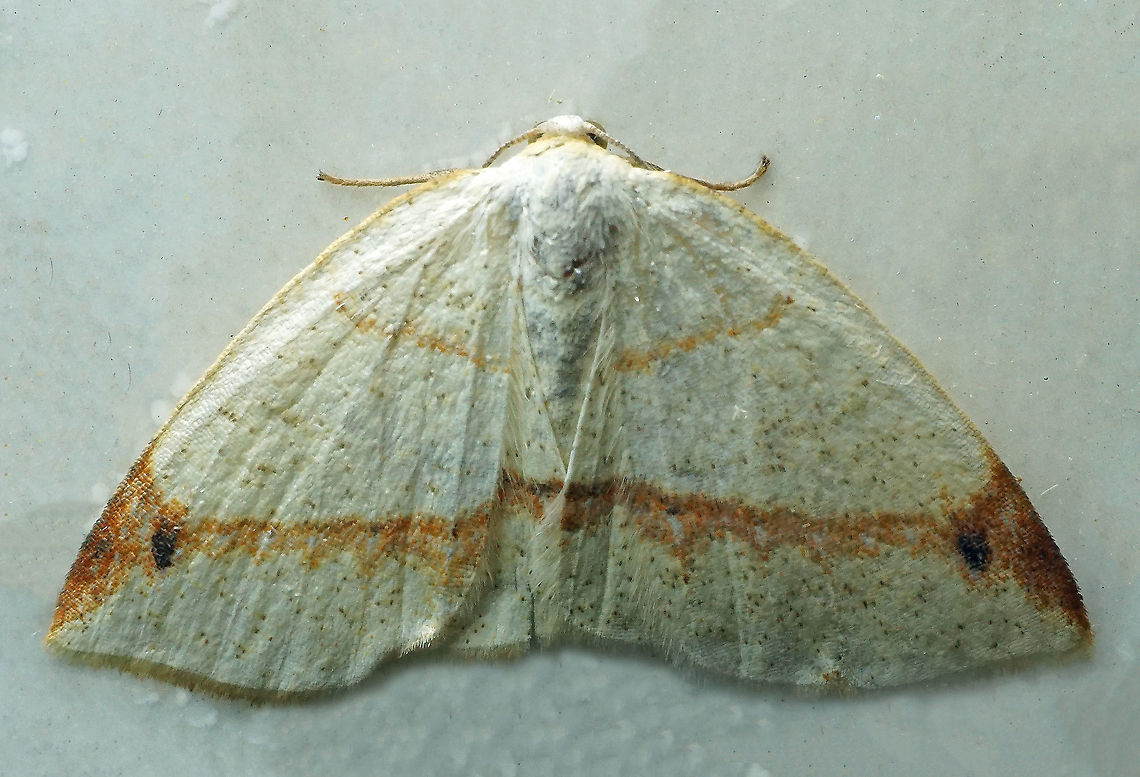 Microxydia orsitaria Dapa, Valle Del Cauca<br />
2100m Microxydia orsitaria