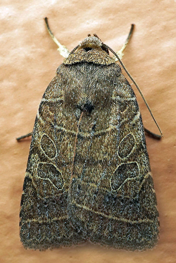 Orthodes majuscule Dapa, Valle Del Cauca<br />
2100m Orthodes majuscula,Rustic Quaker