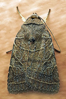 Orthodes majuscule Dapa, Valle Del Cauca
2100m Orthodes majuscula,Rustic Quaker