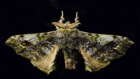 Quentalia sp. Dapa, Valle Del Cauca
2100m