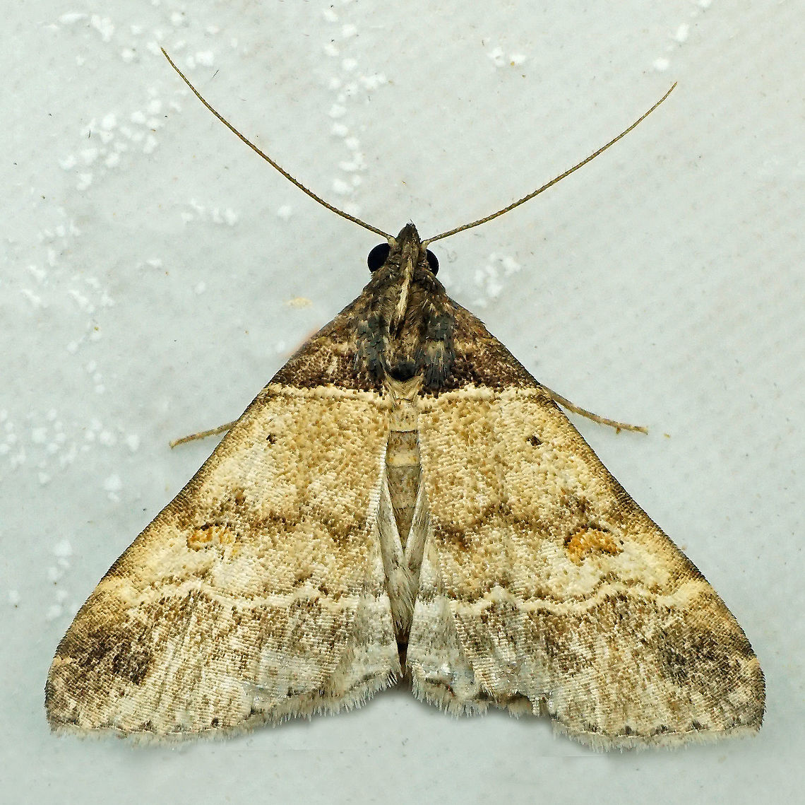 #809 Dapa, Valle Del Cauca<br />
2100m