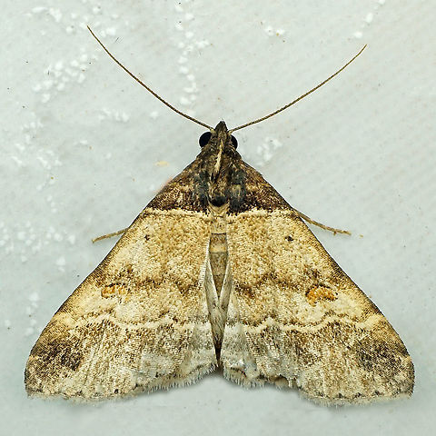 #809 Dapa, Valle Del Cauca
2100m