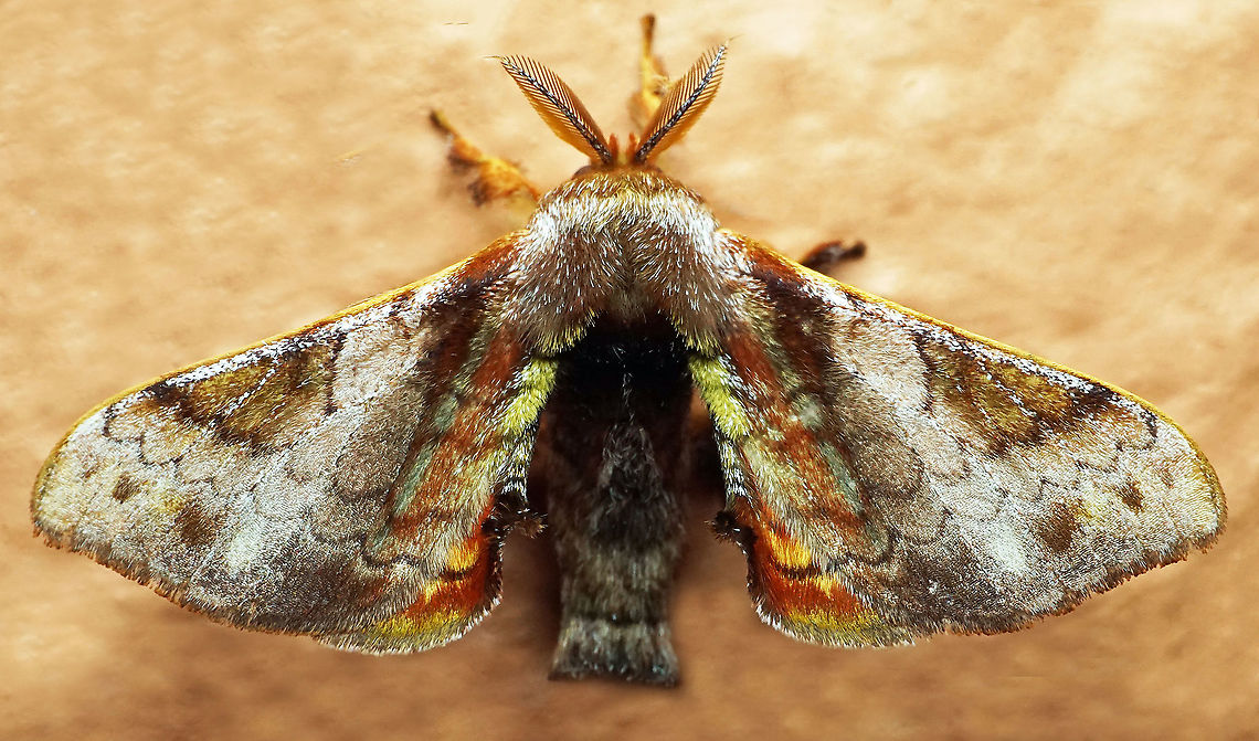 Quentalia sp. Dapa, Valle Del Cauca<br />
2100m