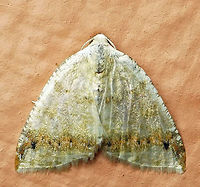 Microxydia fulvicolli Dapa, Valle Del Cauca<br />
2100m Microxydia fulvicolli