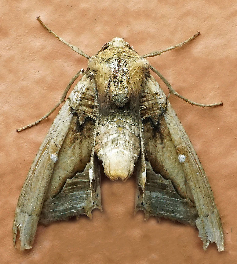 Pero sp. Dapa, Valle Del Cauca<br />
2100m