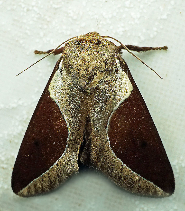 Prolimacodes badia Dapa, Valle Del Cauca<br />
2100m Prolimacodes badia,Skiff Moth