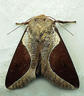 Prolimacodes badia Dapa, Valle Del Cauca
2100m Prolimacodes badia,Skiff Moth