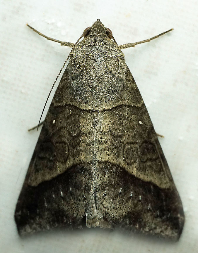 Mocis sp. Dapa, Valle Del Cauca<br />
2100m