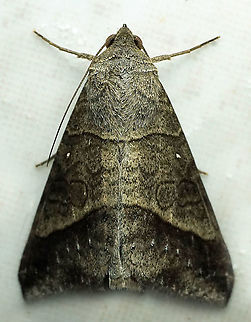 Mocis sp. Dapa, Valle Del Cauca
2100m