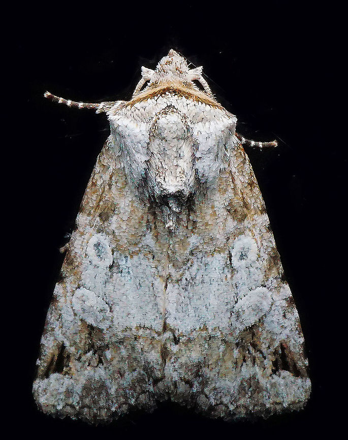 #813 Dapa, Valle Del Cauca<br />
2100m