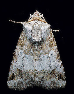 #813 Dapa, Valle Del Cauca
2100m