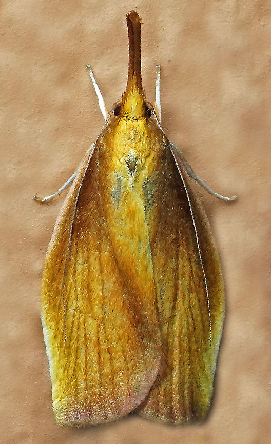 #815 Dapa, Valle Del Cauca<br />
2100m