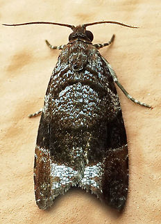 #814 Dapa, Valle Del Cauca
2100m