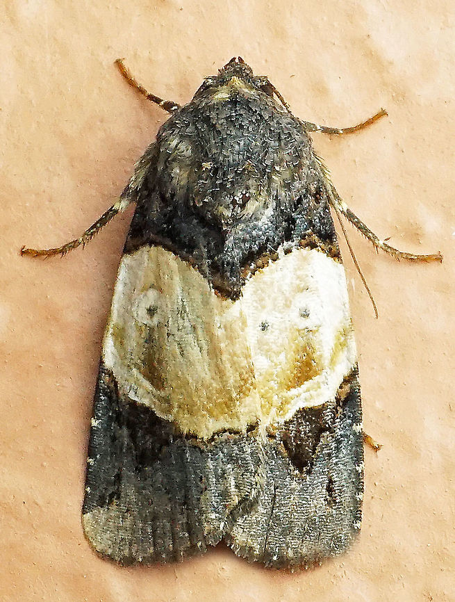 Hampsonodes naevia Dapa, Valle Del Cauca<br />
2100m Hampsonodes naevia