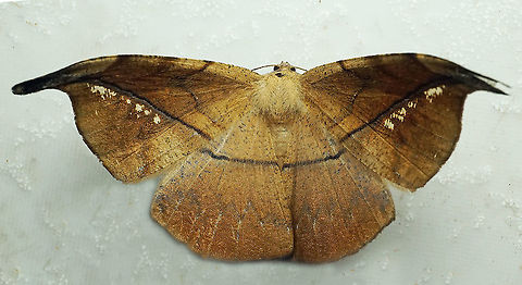 Oxydia sp. Dapa, Valle Del Cauca
2100m