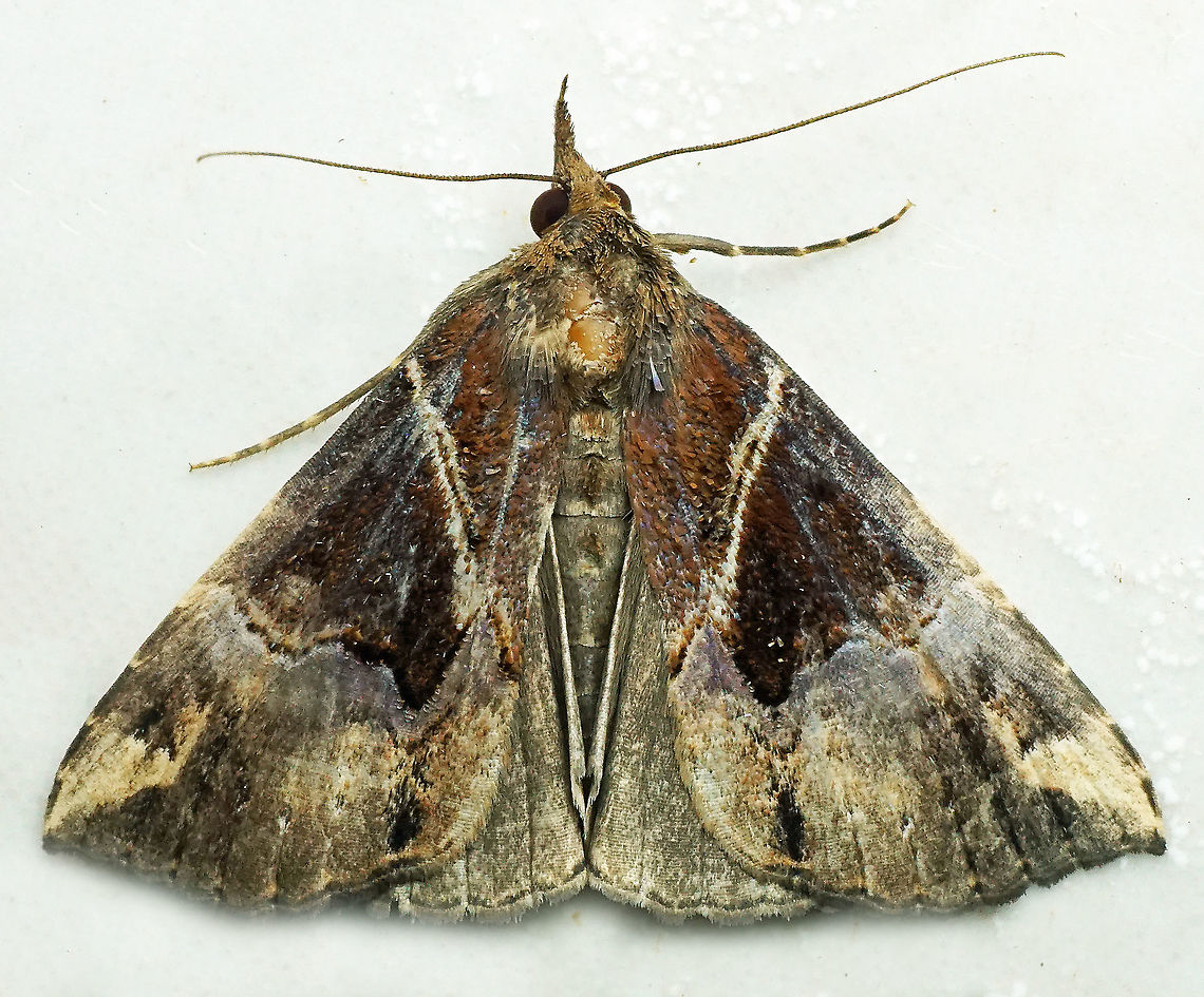 Hypena sp. Dapa, Valle Del Cauca<br />
2100m<br />