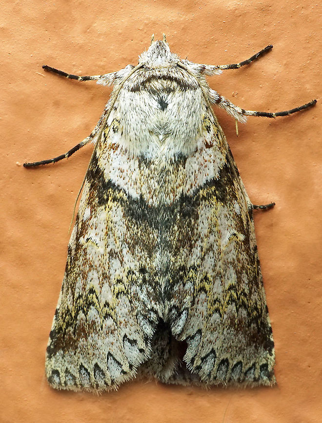 Lacinipolia sp. Dapa, Valle Del Cauca<br />
2100m<br />