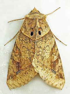 #820 Dapa, Valle Del Cauca
2100m