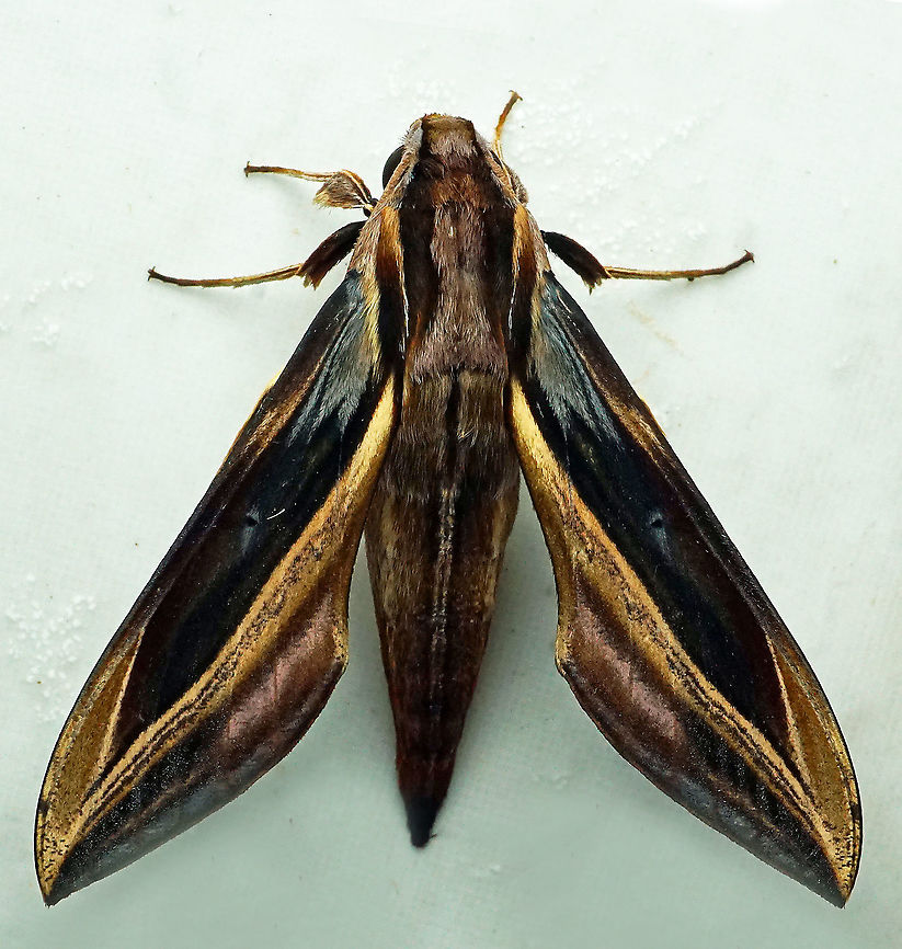 Xylophanes thyelia Dapa, Valle Del Cauca<br />
2100m<br />
 Xylophanes thyelia,sphingidae