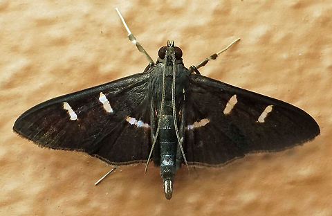 Desmia sp. Dapa, Valle Del Cauca
2100m