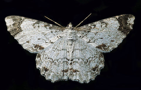 Epimecis anonaria Dapa, Valle Del Cauca
2100m Epimecis anonaria