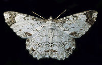 Epimecis anonaria Dapa, Valle Del Cauca<br />
2100m Epimecis anonaria