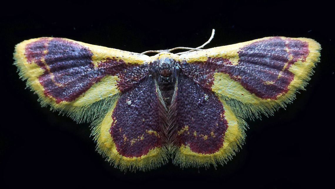 Tricentrogyna sp. Dapa, Valle Del Cauca<br />
2100m Geometridae