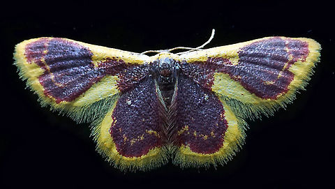 Tricentrogyna sp. Dapa, Valle Del Cauca
2100m Geometridae